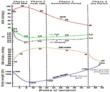 A Review on the Role of Energy Balance on Reproduction of Dairy Cow