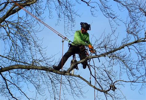 Tree Pruning | Wilson Tree Care