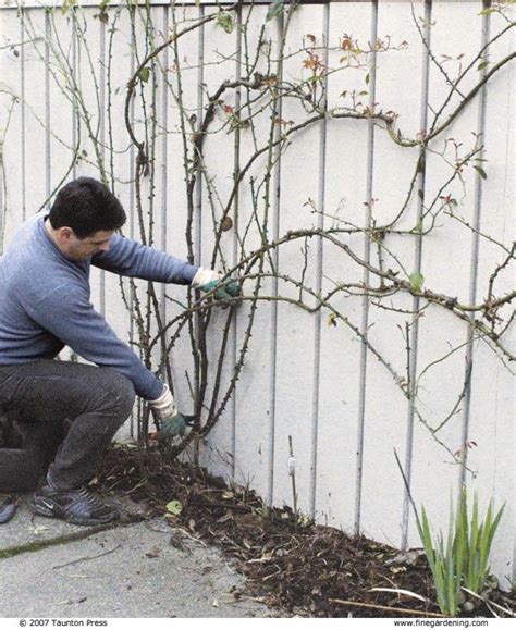 Pruning Climbing Roses - FineGardening | Pruning climbing roses, Climbing roses, Climbing flowers