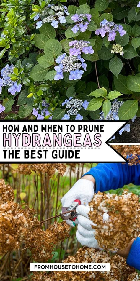 Pruning Hydrangeas (The Ultimate Guide) - Gardener's Oasis in 2023 | When to prune hydrangeas ...