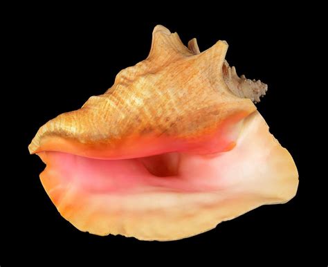 Pink Conch Sea Shell Photograph by Jim Hughes