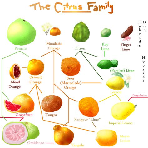 Citrus Family Explosion by autochtone on DeviantArt