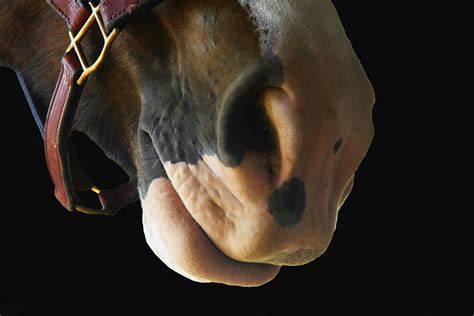 Nose Bleed in Horses - Symptoms, Causes, Diagnosis, Treatment, Recovery ...