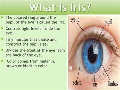 Parts of eys-Iris