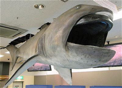 Megamouth Sharks: Characteristics, Size, Behavior, Mating | Sea Life ...