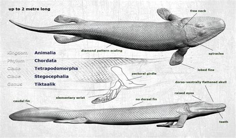 Paleozoo Tiktaalik