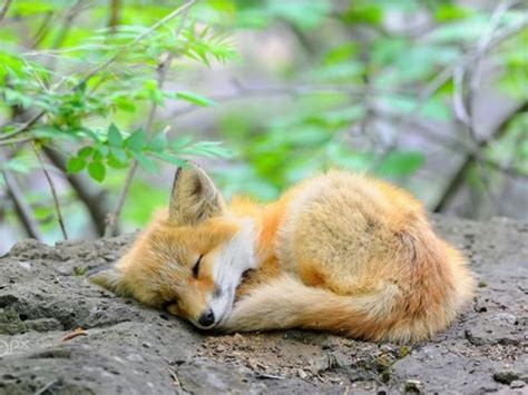 Baby fox sleeping | Fox pups, Fox pictures, Baby red fox