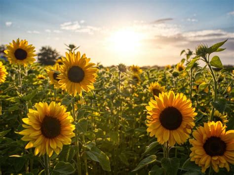 Sunflower Fields In NSW: 5 Of The Best To Visit - Secret Sydney