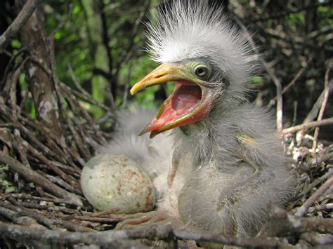 15 Absolutely Gorgeous Photos of Mississippi Wildlife