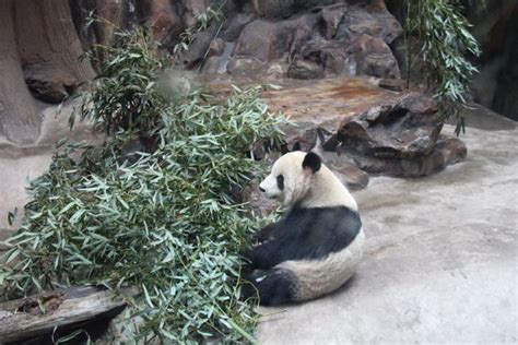 Beijing, China: Day 5 – Pandas/Zoo – Adventures of the 4 JLs