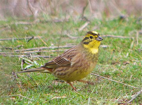 Yellowhammer | What bird is this