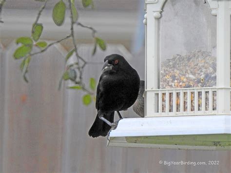 Bronzed Cowbird - Big Year Birding