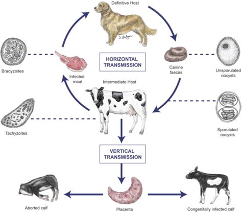 1 Life cycle of Neospora caninum. Neospora exhibits a highly similar... | Download Scientific ...