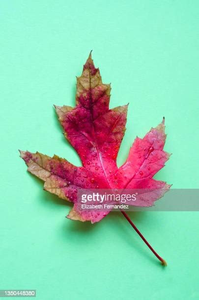 Sugar Maple Leaf Isolated Photos and Premium High Res Pictures - Getty ...