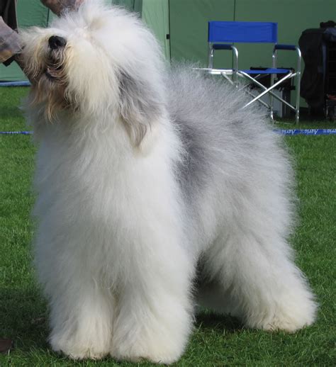 Show standard Old English Sheepdog - My Doggy Rocks