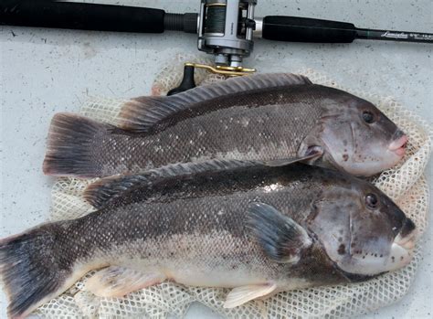 Blackfish: Fishing for Tautog by Another Name | Edible Rhody