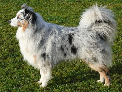 Australian Shepherd dog on the grass wallpapers and images - wallpapers ...