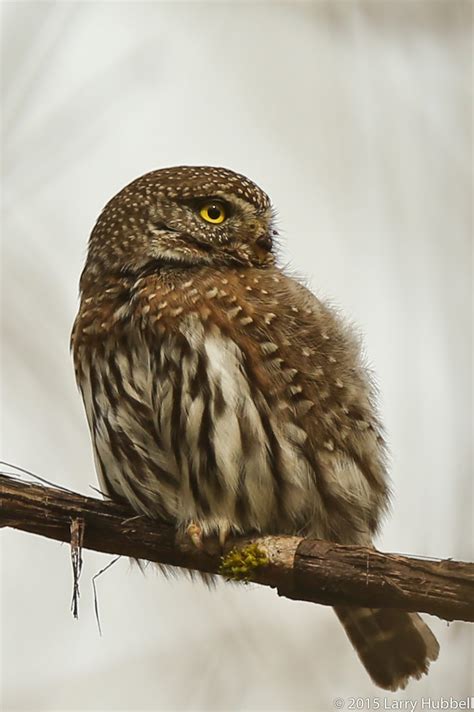 Union Bay Watch : Northern Pygmy-Owl