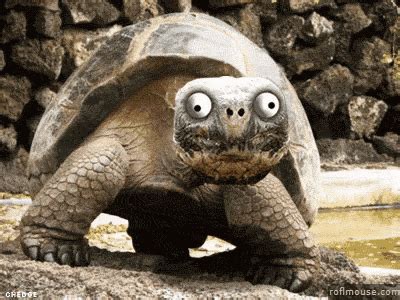 Turtle Funny Animal GIF - Turtle FunnyAnimal CrazyAnimal - Discover & Share GIFs