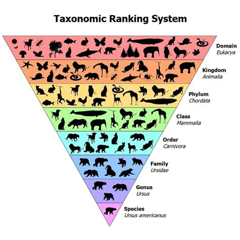 Plant & Animal Classification Guide (Biological Taxonomy) – Fauna Facts ...