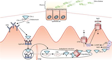 Cholera Transmission Diagram