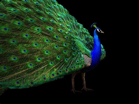 🔥 Download Peacock Tail Open Black Background Wallpaper by @dmontgomery ...