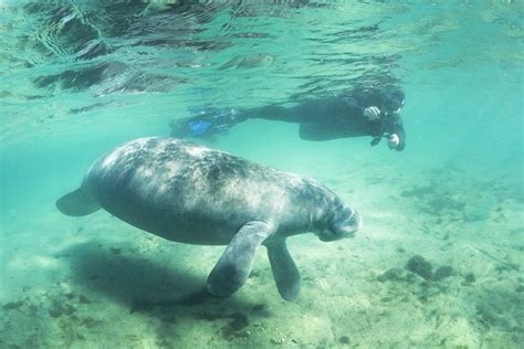 Manatee Appreciation Day | Holiday Smart