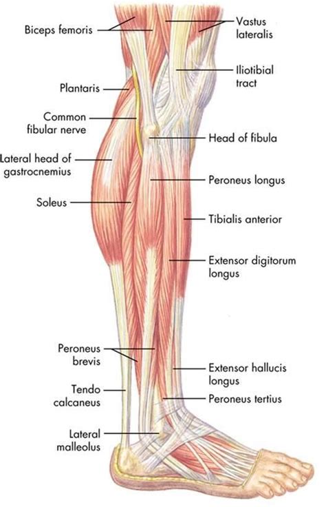 peroneus longus - Google 검색 | Vücut anatomisi, Anatomi ve fizyoloji, Kas sistemi