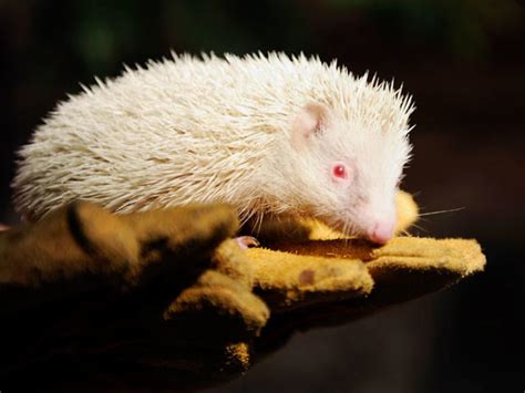 Rare albino animals - Photo 1 - Pictures - CBS News