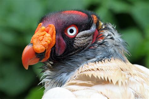 Wallpaper : beak, fauna, close up, eye, organism, vulture, macro photography, bird of prey ...