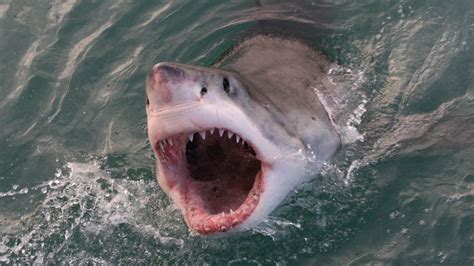 The Most Dangerous Sharks in the World - American Oceans