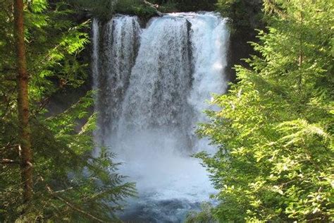 Dog Friendly Hiking Trails in Oregon - BringFido