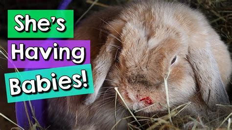 Rabbit Giving Birth + Bunny Pregnancy Care Tips! – HousePetsCare.com