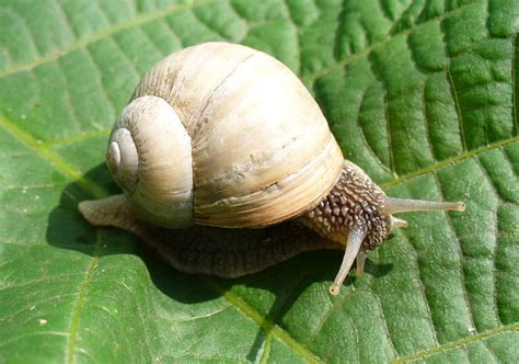 Are California Garden Snails Edible | Fasci Garden