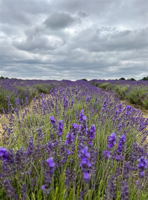 Lavender Bunga Ungu Lapangan - Foto gratis di Pixabay - Pixabay