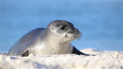 Mediterranean Monk Seal - Carnivora Pinnipedia