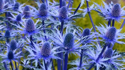 Sea holly varieties: 16 types of eryngium to grow yourself | Gardeningetc