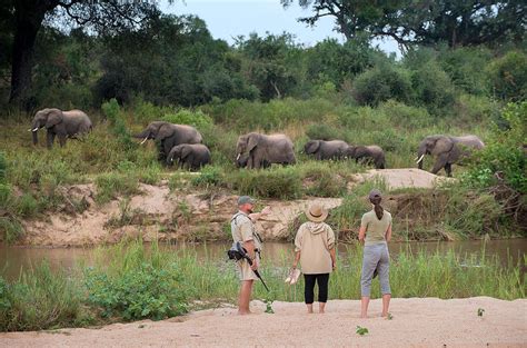 Kruger Park Safaris Bush Walks