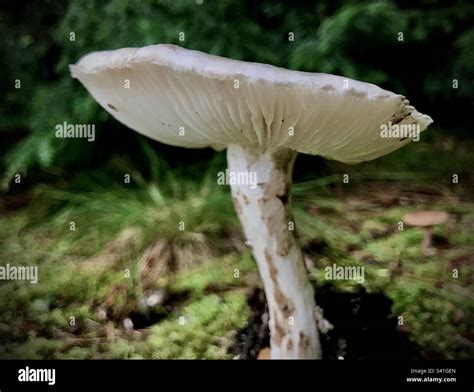 Destroying Angel poisonous mushroom Stock Photo - Alamy