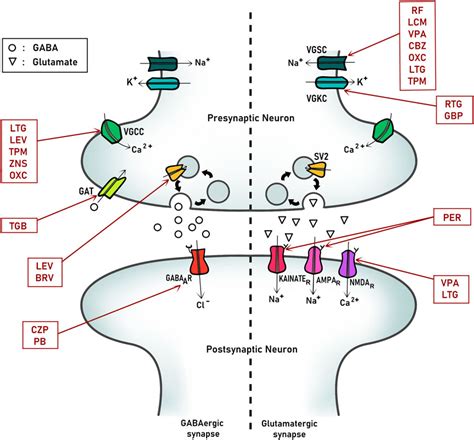 Frontiers | Antiseizure medication in early nervous system development ...