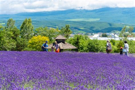 Visiting Hokkaido Lavender Fields & Other Blossoms: Transport Options ...