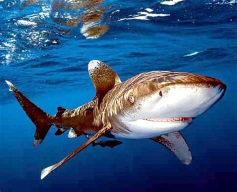 Oceanic Whitetip Shark – "OCEAN TREASURES" Memorial Library