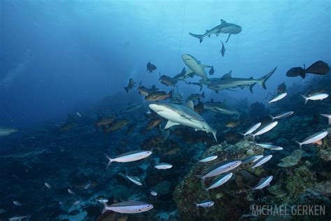 Truk Lagoon: From War Zone to Scuba Diving Paradise | Scuba Diving