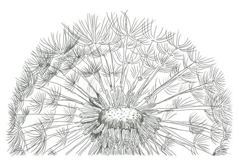 Dandelion Black And White Drawing at PaintingValley.com | Explore collection of Dandelion Black ...