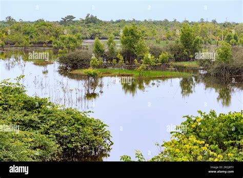 Mangrove landscape in the Ebi River Shelterbelt Forest Reserve in the Western Region of western ...