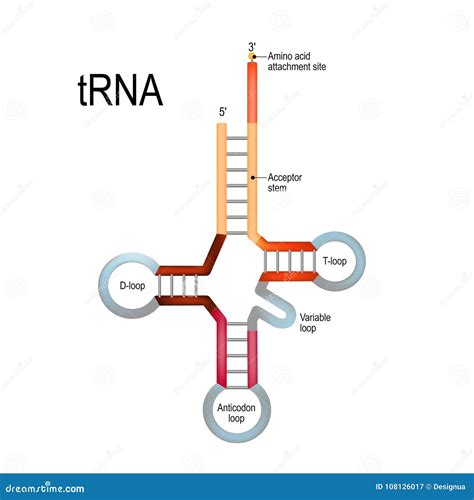 [DIAGRAM] Mrna Trna Diagram - WIRINGSCHEMA.COM