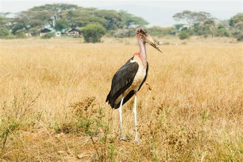 "Marabou Stork" Images – Browse 4,633 Stock Photos, Vectors, and Video ...