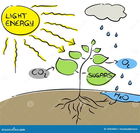 Photosynthesis. stock vector. Image of life, biology - 18434066