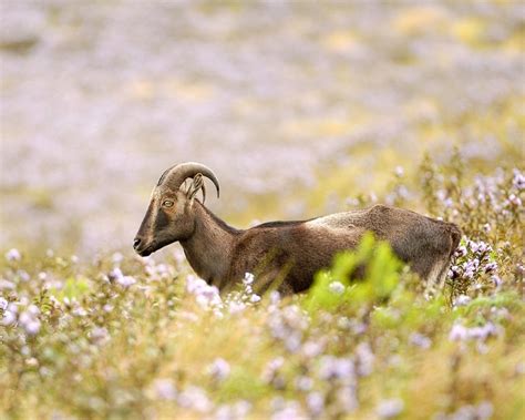 Nilgiri Tahr: Exclusive attraction of Munnar - SpiceTree Munnar