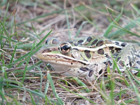 A frog camouflaged in the grass | Etsy